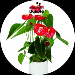 Anthurium 001