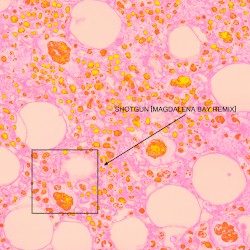 Shotgun (Magdalena Bay remix)