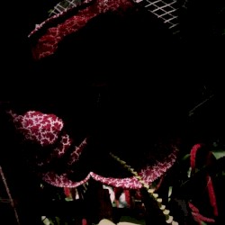 Test Tone Music live archive vol.2 Yanagawa Houmei