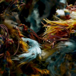 Solipsist Soundtrack