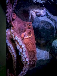 Ms. Corona Proves Us That the Highest Achievement in Life Is to Have Your Own Little World - Not Money, External Stimulants, Sexy Time or Social Hustle