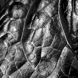 The Progeny of Flies