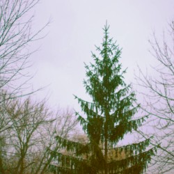 spataro demos + we won't stop until we die