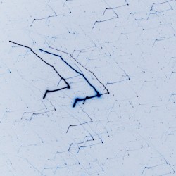 Silverwood Selections