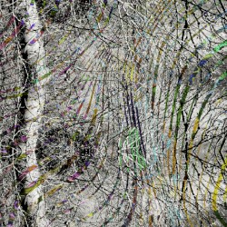 The Seven White Poplars / Interspace