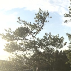 Midnight Sun 4 EP-5