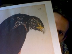 Buteo Buteo