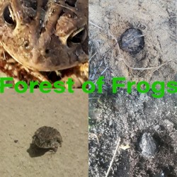 Toad Frequency Noise