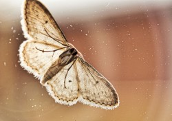 A Moth at the Porchlight