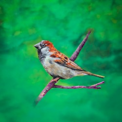 Birds in the Background