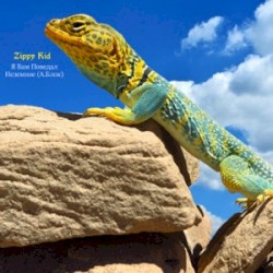 Я вам поведал неземное (А.Блок)