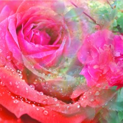 Flower Waltzes Remastered