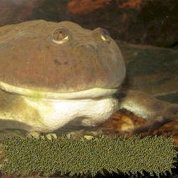 Beneath the Aquasphere