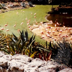 Gold Fiction Loop Garden