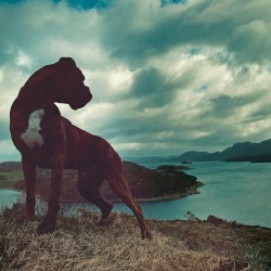 Ritual Dogs