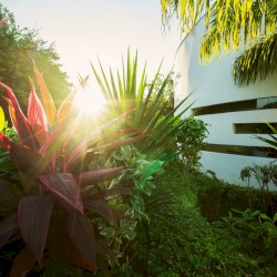 Dreams In The Midsummer's Night