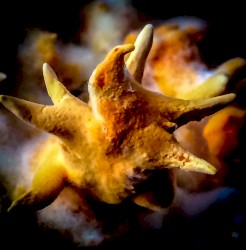 Sample This Pink Oyster Mushroom Playing Synth