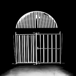 The Belly of the Jungle