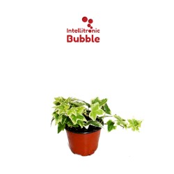 Hedera Helix
