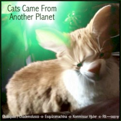 Cats Came From Another Planet