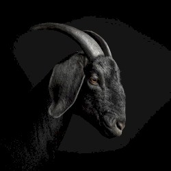 Sacrifice EP (Expanded)