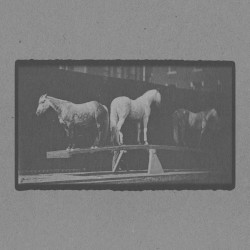 Three Horses on Teeter Board