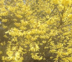 Forsythia