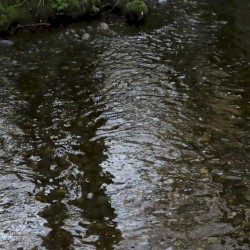 North Creek Trail (04-03-2025)