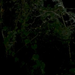667