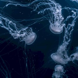 Blue (Sappheiros Remix)