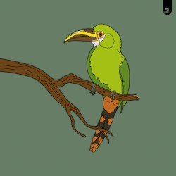 Toucanet / Motmot