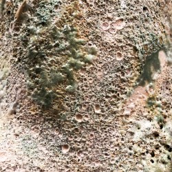 no apocalypse, not now