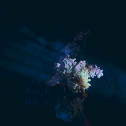 Lush Rimbaugh (Thoreau remix)