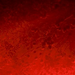 Lwe