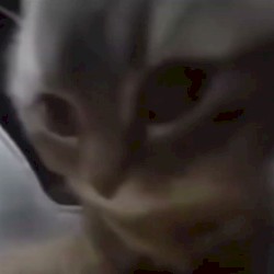 chipi chipi chapa chapa dubidubi dabadaba