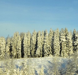 Зимнее серебро