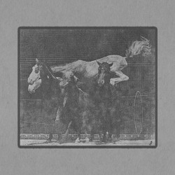 Hornet Jumping Over Three Horses