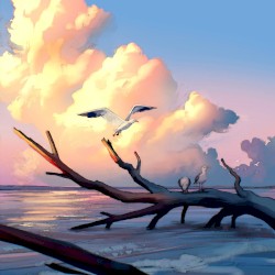 Driftwood