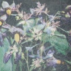 Between the Seed and the Timber