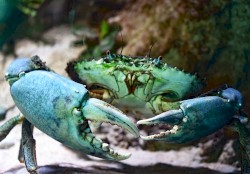 I Make No Sublimation Claims as I Drag Royal Sweeteners and Cocky Rhinos to a Gunpoint Millpond Pit, Where Obligational Figs Meet the Cosmic Spider, You're Its Lyncher and Pigskin