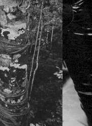 The Subjugation Tape