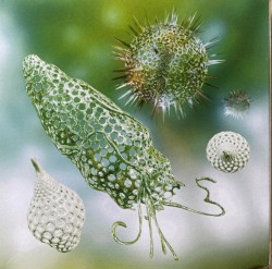 Radiolaria