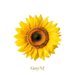 The Gavy NJ : II