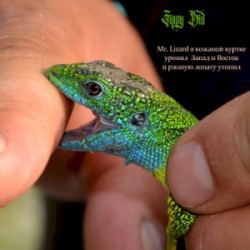 Mr. Lizard в кожаной куртке уронил запад и восток и ржавую лопату утопил