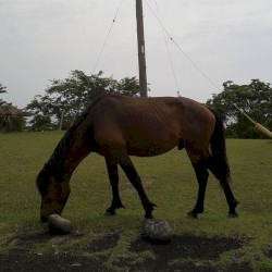 武蔵小金井 Artland 2008.07.19