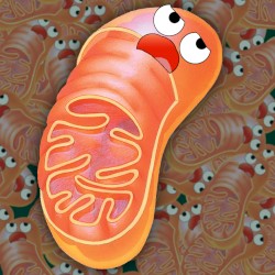 Real Mitochondria Problems