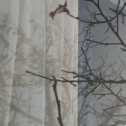 Fuyu no Kodachi (Im Winter gewachsener Baum)