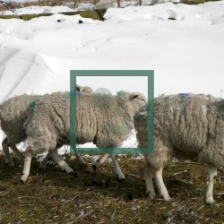 Music for Sheep