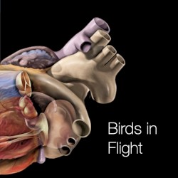 Birds in Flight