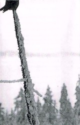 Sacred Reed (Demo XXVI)